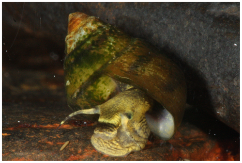 Oblong rocksnail